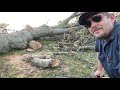 Out bucking some firewood with the husqvarna 61 rancher