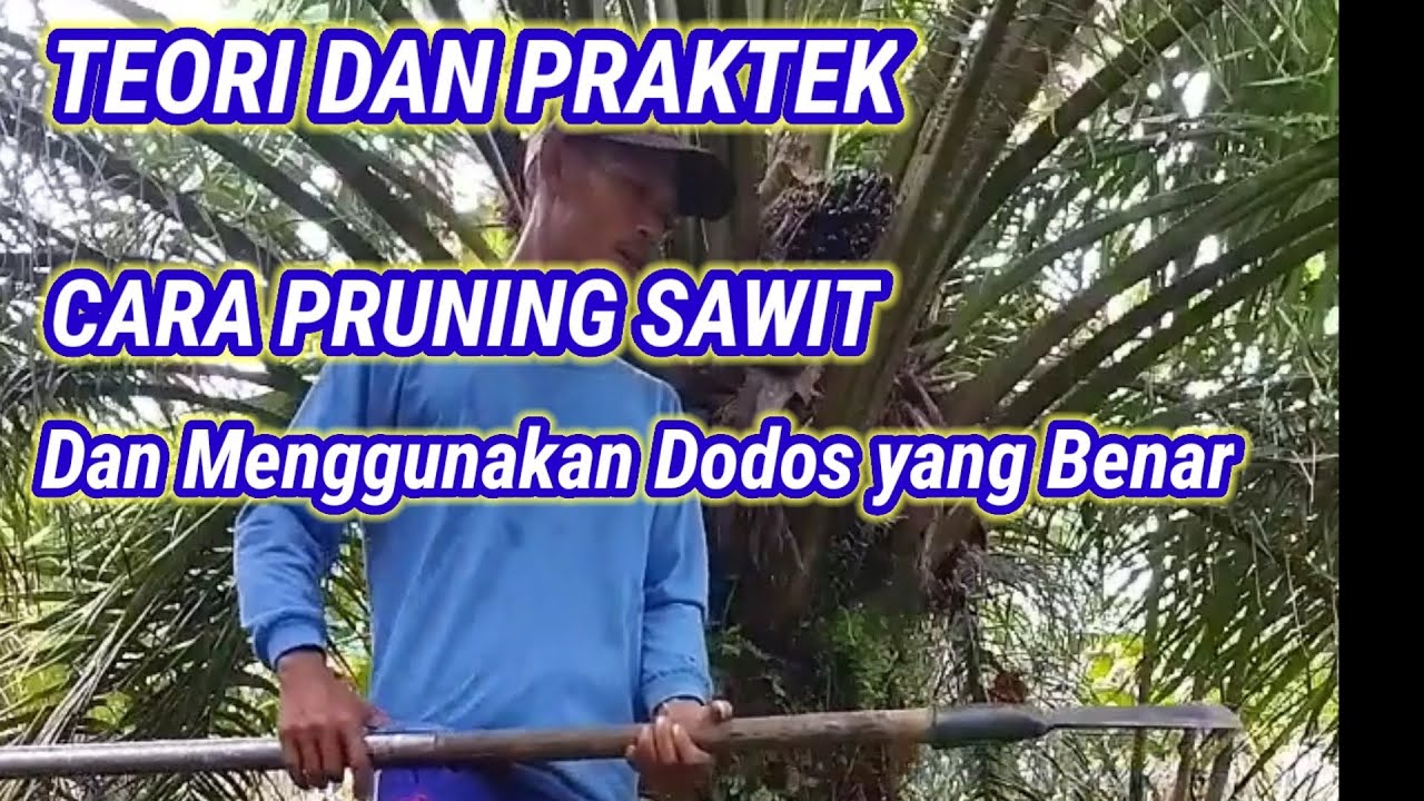 CARA MENGGUNAKAN DODOS YANG BENAR UNTUK PEMULA