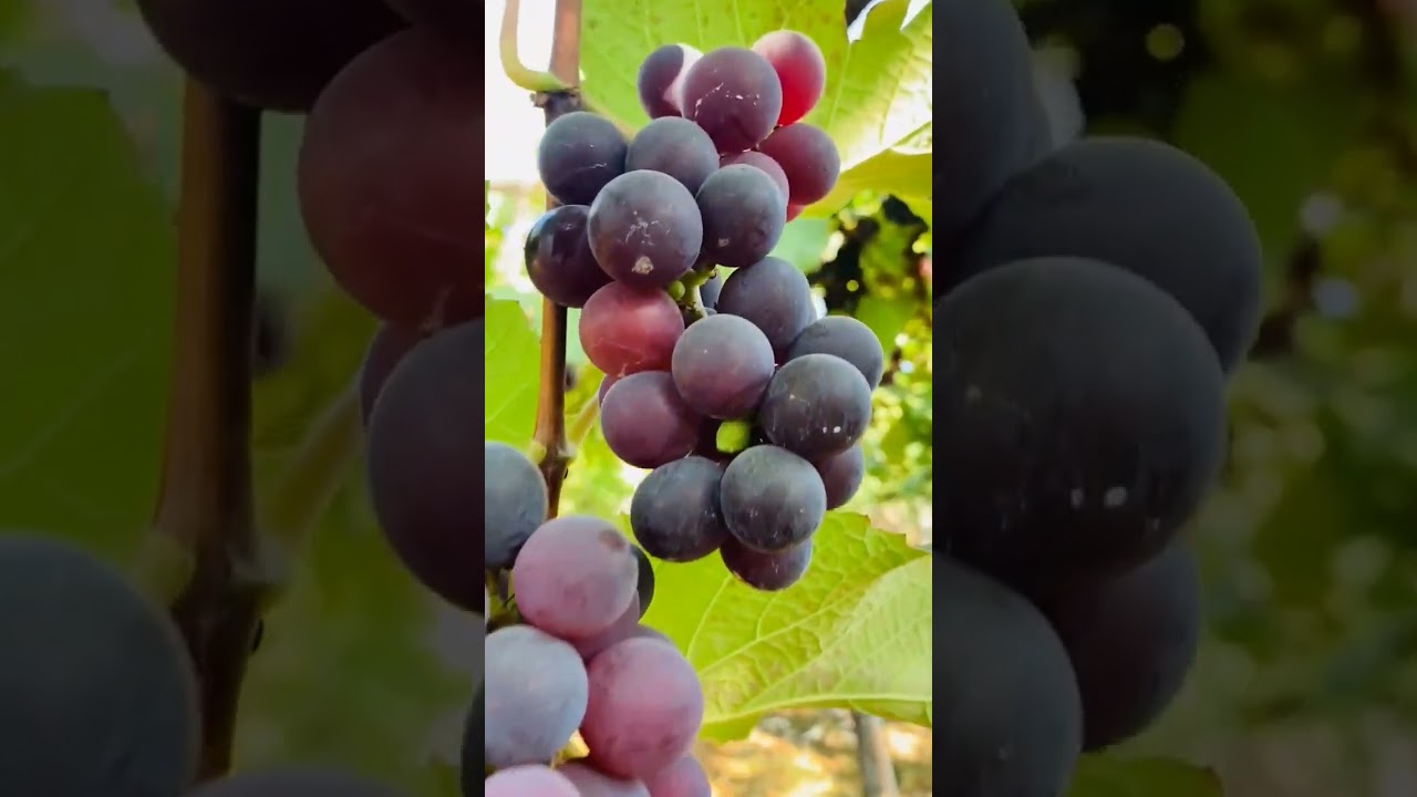 yummy yummy grapes 🍇🍇