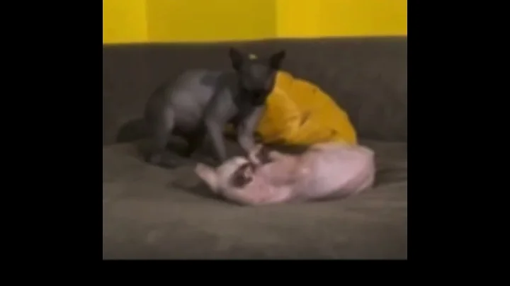Watch the video about Mating Dance #catinheat #sphynx #kittens #cats