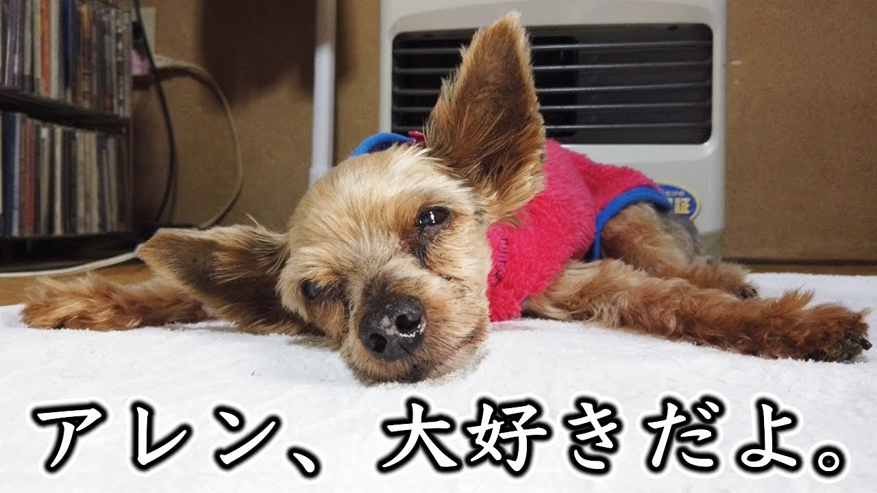 アレンが天国へ旅立ちました Kattyanneru Youtube