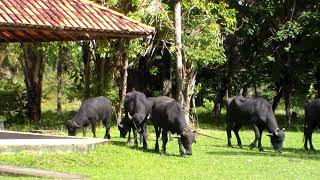 Búfalos na Pousada dos Guarás, Salvaterra, ilha de Marajó, Pará - 2