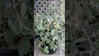 Allure Micro Dwarf Tomato
