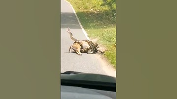 Deer🦌Saved From python 🐍 | python attacked #python #deer #snake  #resque #shortsfeed #jungle #shorts