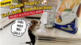 Beagle Puppy 's First Solid food Reaction | Later was very upset wit me , Must watch till End #Vlog5