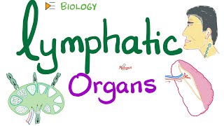 Lymphatic Organs | Primary vs Secondary