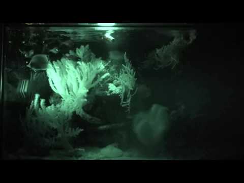 Flashlight fish blinking in presence of plankton