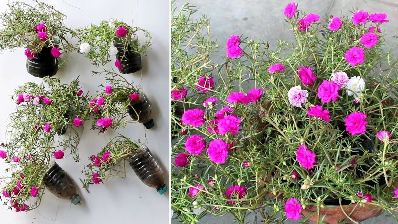 EASIEST Vertical Planter Without Spending Any MONEY!