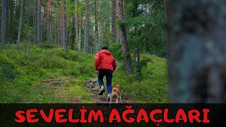 Çocuk Şarkısı I Sevelim Ağaçları