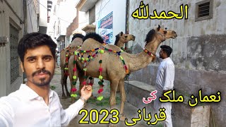 Alhamdulliah Qurbani 2023 Nouman Malik Gujranwala Bakra Mandi