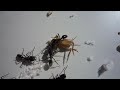 Odontoponera transversa workers hunting down a cricket