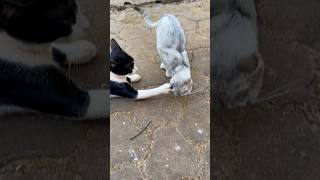 ഞാൻ മാന്തും എന്ന് പറഞ്ഞാൽ!! #cat #pets #mimi #yuki #keşif #kedi #katze #fypシ゚viral #fypage