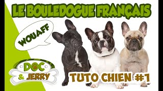 Tutorial Dog #1 : The French 'Frenchie' Bulldog