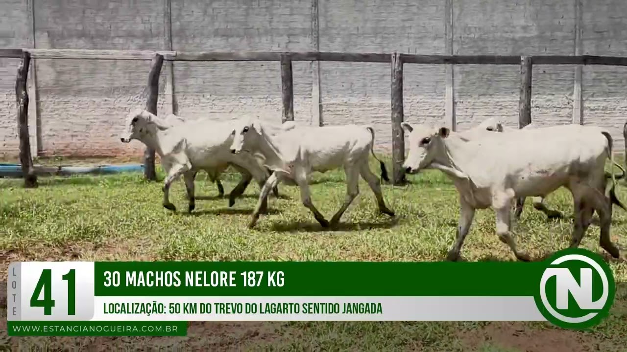 LOTE 41 - 30 MACHOS NELORE 187 KG