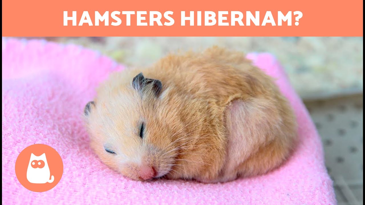 Como Saber Si Un Hamster Esta Hibernando Como POSSO SABER se meu HAMSTER está HIBERNANDO? 🐹 - YouTube