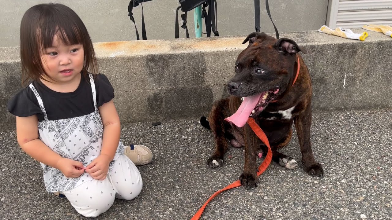 じぃじと孫とイッヌ。