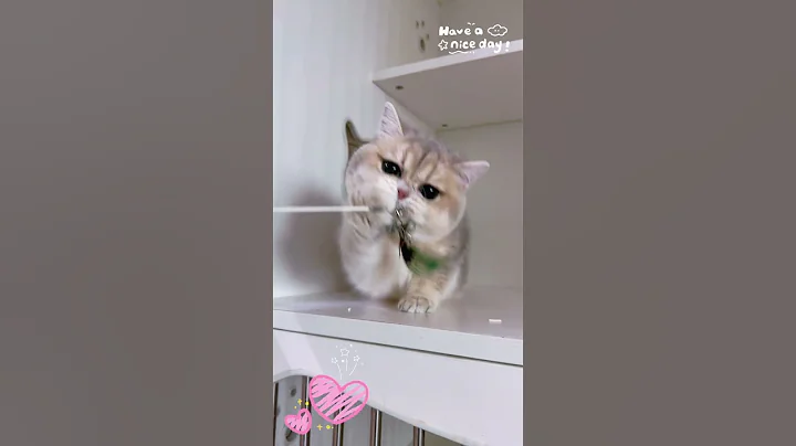 Video 11846351: british shorthair kittens, cat cutecat pets, cat cute pets