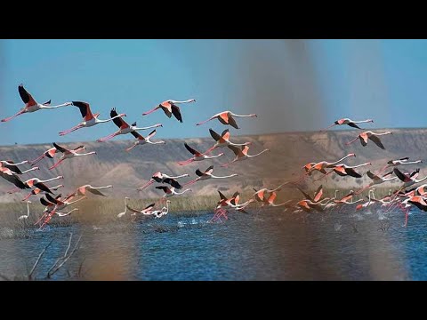 Прекрасный Каракалпакстан (1 серия)