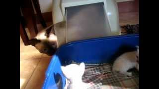 MY CAT HEBE W/ HER KITTENS.. ;) by mungx 85 views 11 years ago 57 seconds