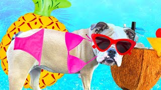 Cute Bulldog Goes Swimming in Bikini! My Dog Goes Swimming