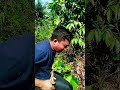 mandi serangga merah tipis tipis😲‼️