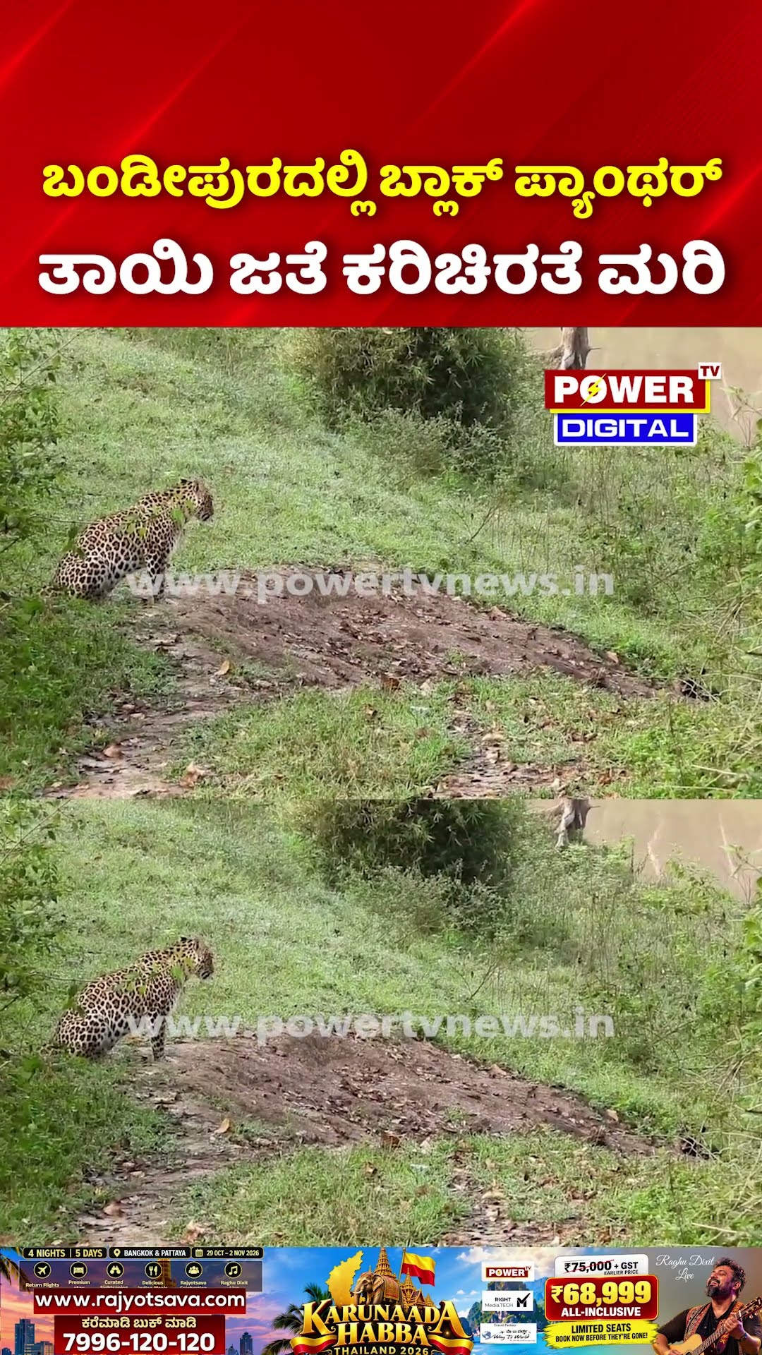 Black Panther Spotted in Bandipur Safari: ಬಂಡೀಪುರದಲ್ಲಿ ಕಣ್ಣಿಗೆ ಬಿದ್ದ ಕರಿಚಿರತೆ!