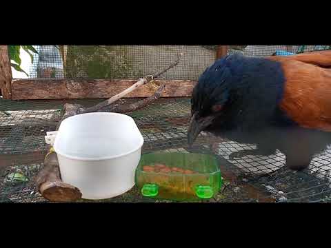 MEMBERI MAKAN BURUNG BUT-BUT MEMAKAI MAKANAN KUCING
