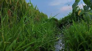 Rice Field & Gentle Water Stream Sounds 🌾 | Relaxing Nature Ambience 9 Min