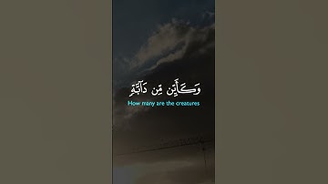 آيات القرآن الكريم #قران_كريم #قصص #تلاوة_خاشعة #الشيخ_فارس_عباد#راحة_نفسية