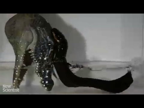 Watch electric eels leap out of the water to shock attackers