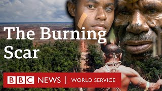 Inside the destruction of Asia's last rainforest - BBC World Service