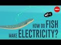 How do fish make electricity  eleanor nelsen