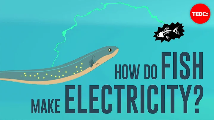 Balıklar Elektrik Nasıl Üretirler?