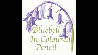 FAST Bluebell Coloured Pencil Drawing with Linda Hampson