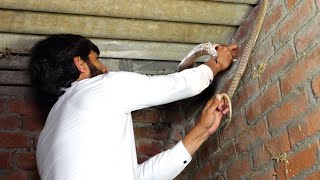 इस जहरीले कोबरा को पकड़ते समय थोड़ी सी चूक हो जाती तो क्या होता!😱 Indian Cobra Snake Rescue