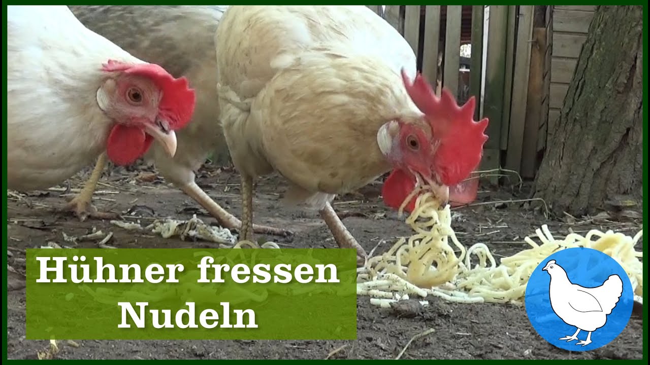 Hühner fressen Nudeln - YouTube