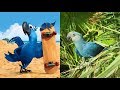 √ダウンロード rio movie birds in real life 125384-Rio movie birds in real life