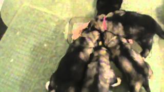 Puppies' First Meal by DireWolf Dogs of Vallecito, LLC 309 views 9 years ago 1 minute, 48 seconds