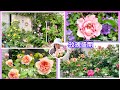 【4/30花園紀錄】早開品種與英國玫瑰陸續盛開!金色慶典.瑪格麗特王妃.Evelyn..等等。#Erin玫瑰花園