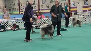 Best of Breed, KFCS Sunday 10/6 judge Mrs. Deborah Barrett