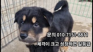 몸통굵은 블랙탄수컷 진돗개챔피언 탄철이 자견