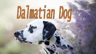 Dalmatian Dog