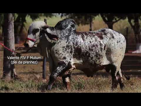 LOTE 07   ALASTRA FIV DO BASA  BASA 202