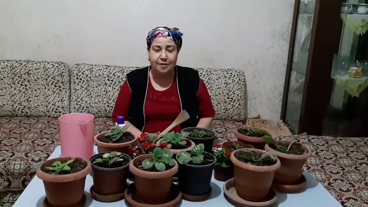 MENEKŞELERE BİTKİ BESİNİ İLE BAKIM YAPTIK / MENEKŞE BAKIMI NASIL YAPILIR?