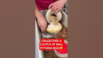 Collecting a Clutch of Ball Python EGGS