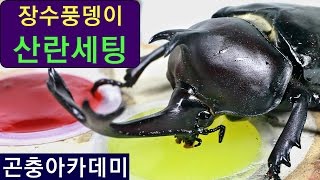 장수풍뎅이 산란세팅하기,  장수풍뎅이 초보자들은 참고하세요~