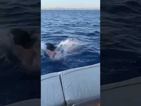 اجمل طيز مغربي وسلعه هولنديه