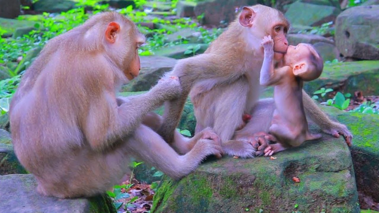 Amazing Lovely Wild Monkey Family | Youngest Kendra Plays With Elder Kenzo