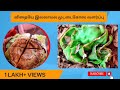      how to grow cabbage plant without a seed