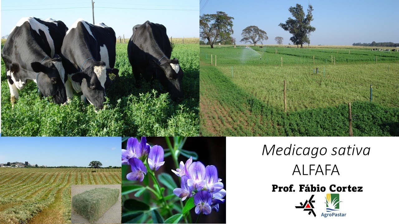 Alfafa (Medicago sativa) a rainha das forrageiras